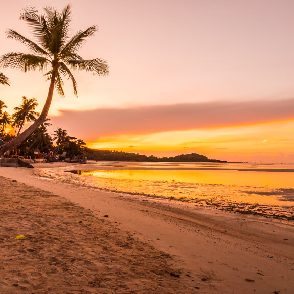 Sunset at Tofo beach with palm tree